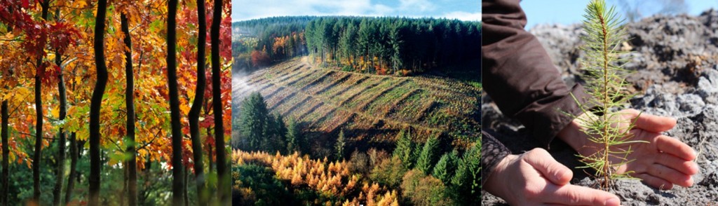  «  Plantons ensemble, Plantons en France, Plantons pour l’avenir ! »