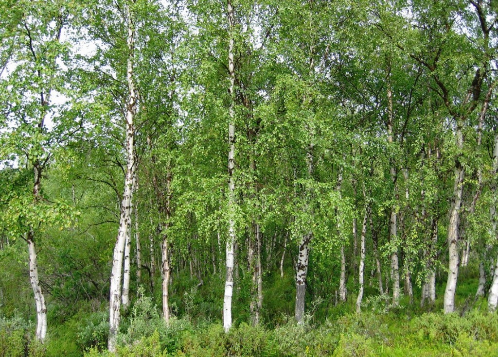 Forêt, écologie, société stop au monologue, créons un dialogue !