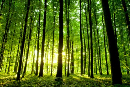 Aider la Forêt à s’adapter au changement climatique pour mieux l’atténuer