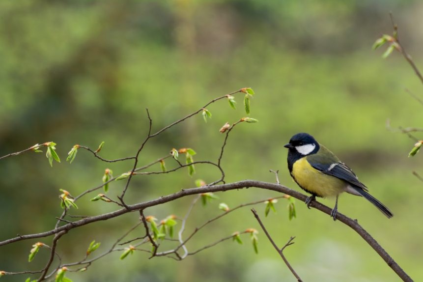 Les oiseaux insectivores prédateurs de la chenille processionnaire !
