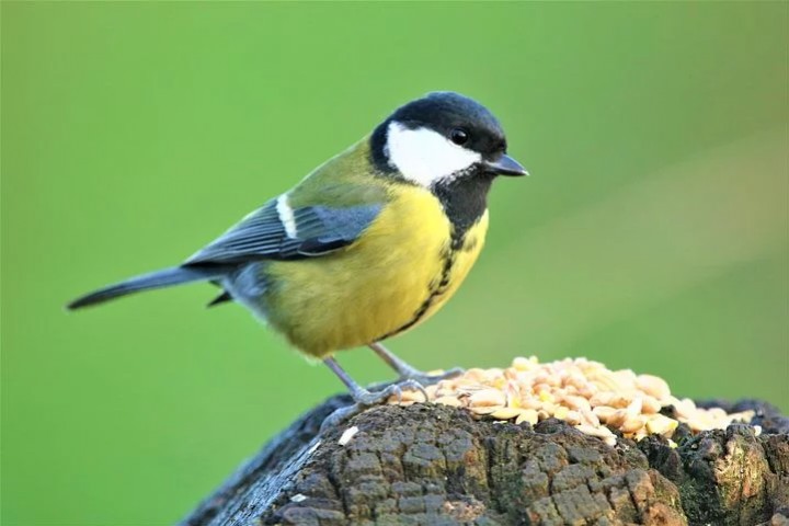 Vous aimez la nature, protégez les oiseaux !