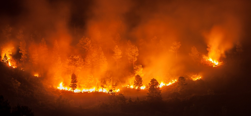 Feux de forêt :  une lutte collective