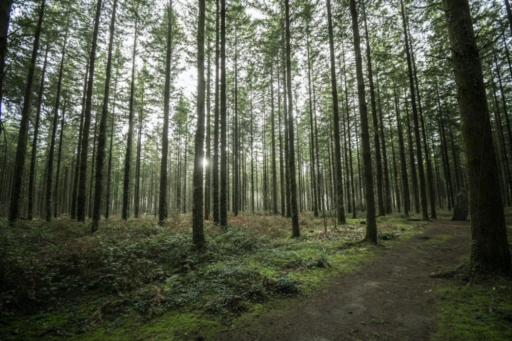Les assises de la forêt et du bois