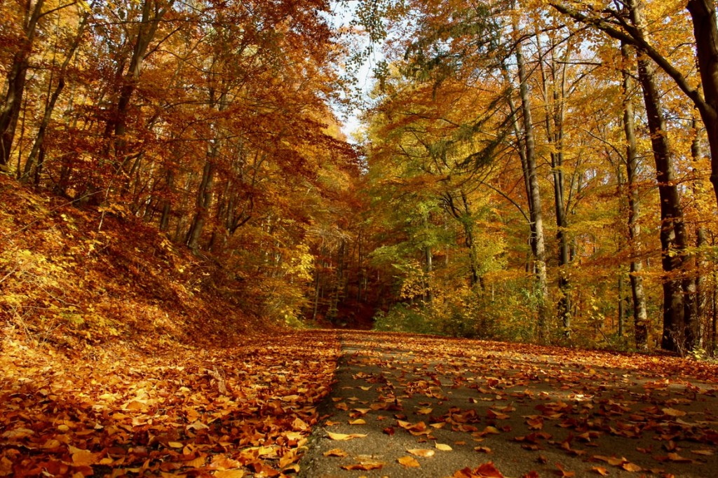 Equinoxe du 22 septembre, l’automne est arrivé !