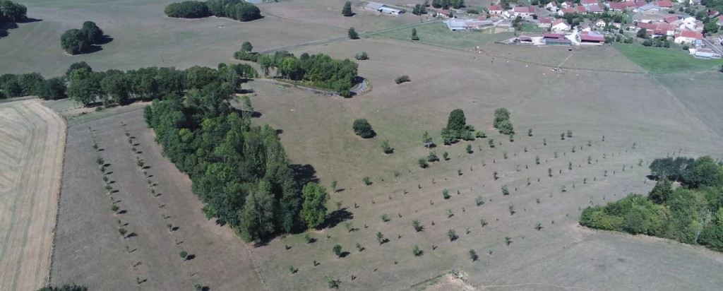 L'agroforesterie en Haute-Marne
