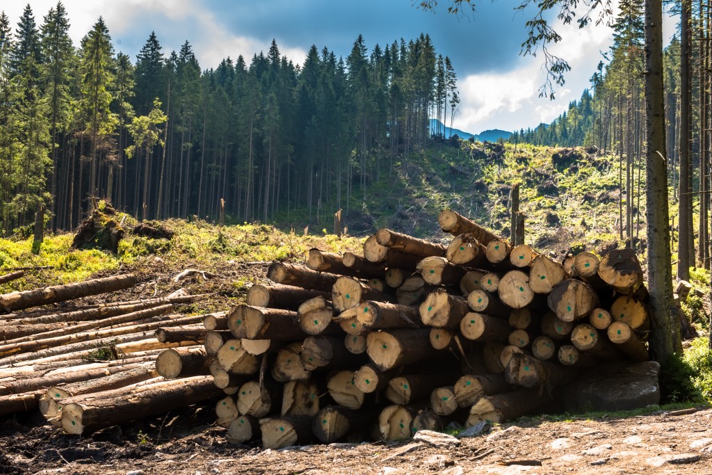 Voici des arbres, quel est leur volume ? Cubage des bois en grume