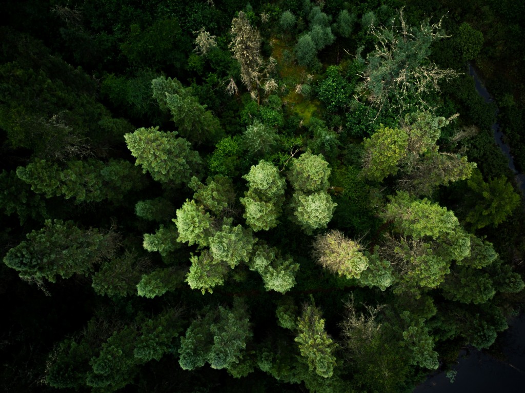 Découvrez l'inventaire forestier 2016 - 2020