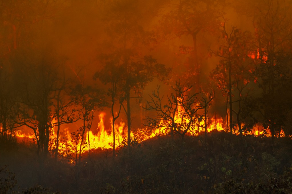 Le débroussaillement : un rôle fondamental pour la prévention des incendies