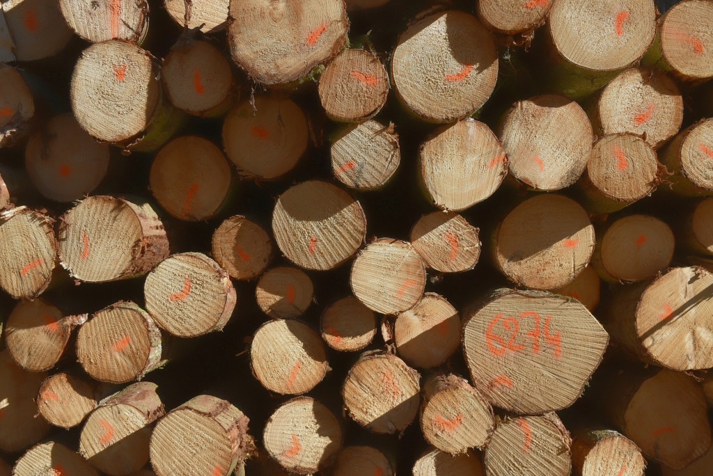Dendrométrie : la science des mesures des arbres et des peuplements forestiers