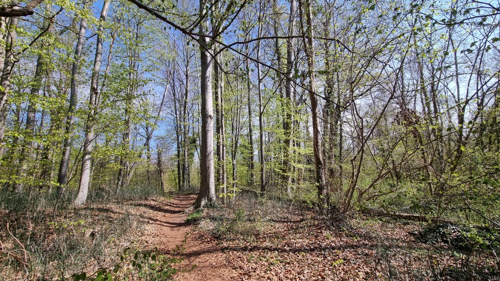 Dendrométrie : la science des mesures des arbres et des peuplements forestiers