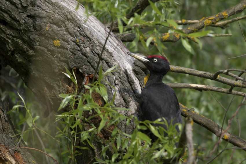 L'importance des oiseaux dans le milieu forestier 