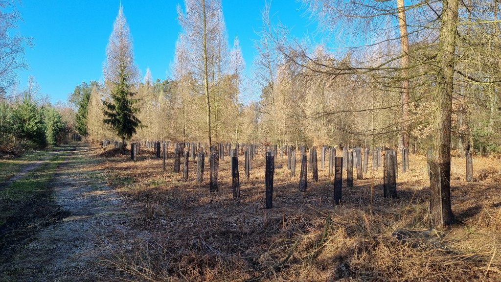 Planter pour assurer le renouvellement des forêts 