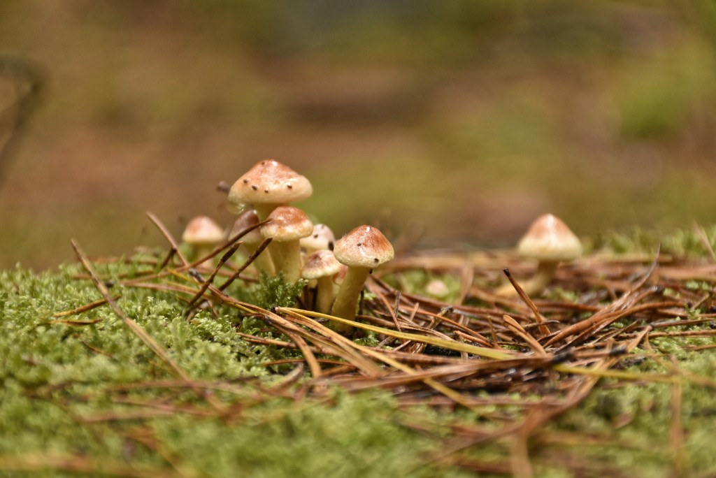 La biodiversité en forêt ou quand le forestier est acteur de sa préservation