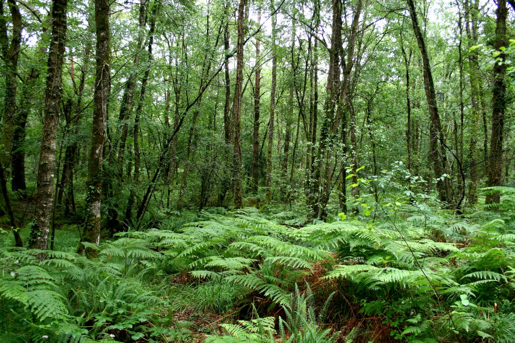 Découvrez le bilan des plantations 2022.