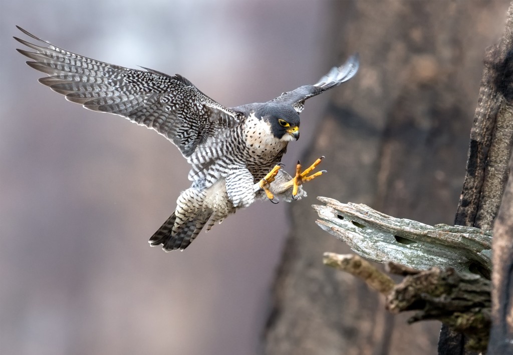 Découvrez les oiseaux que vous pouvez rencontrer lors d'une promenade en forêt