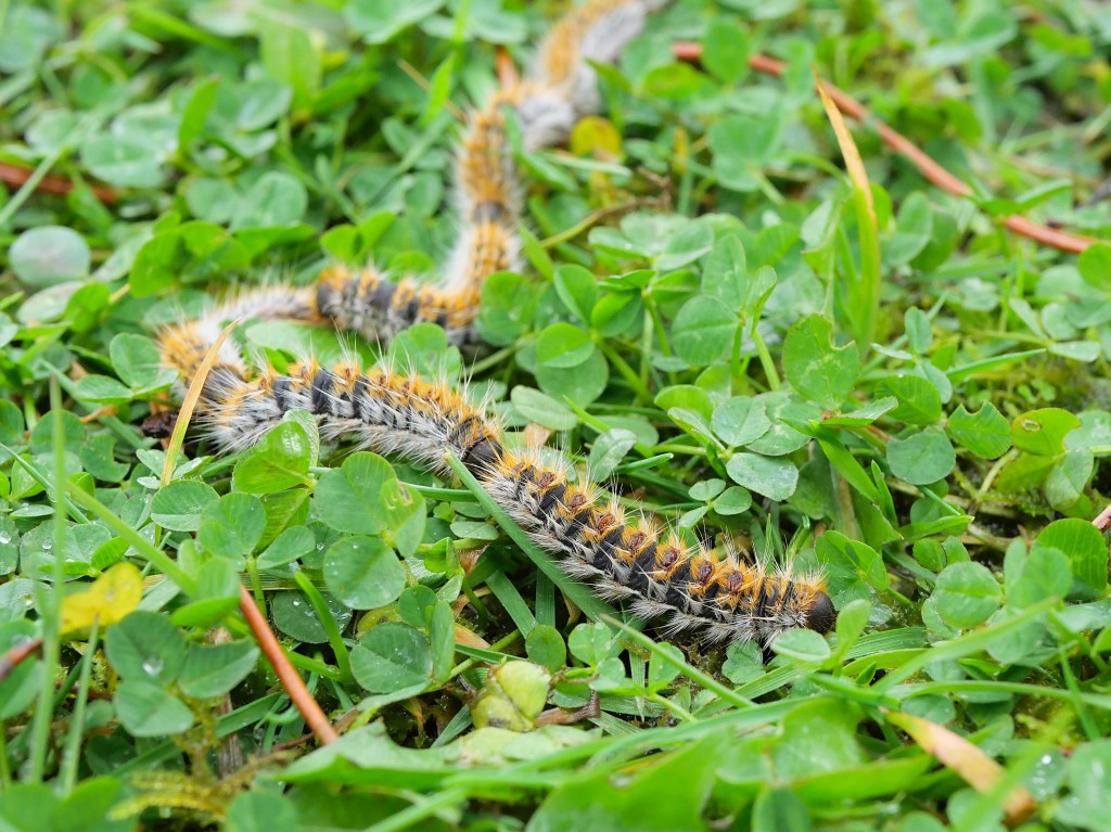 Découvrez tout sur la chenille processionnaire du pin
