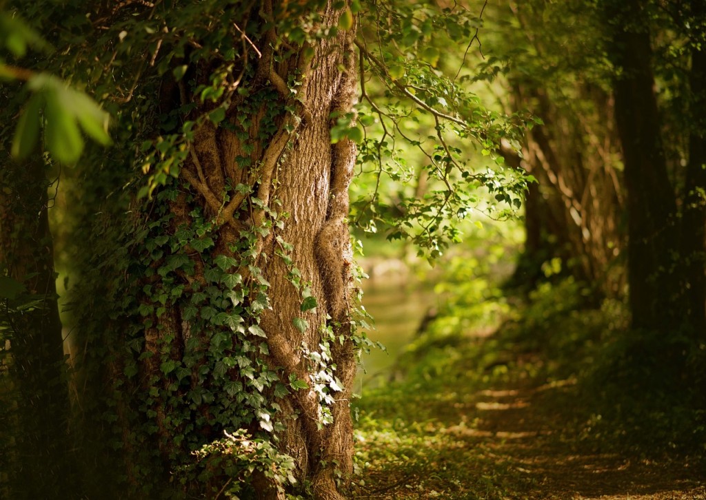 Parlons de l'entretien des forêts