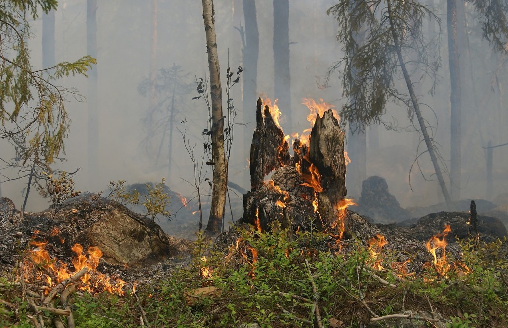 Incendies de forêt : les bons gestes à adopter