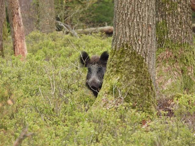 Un outil essentiel pour la préservation des forêts françaises