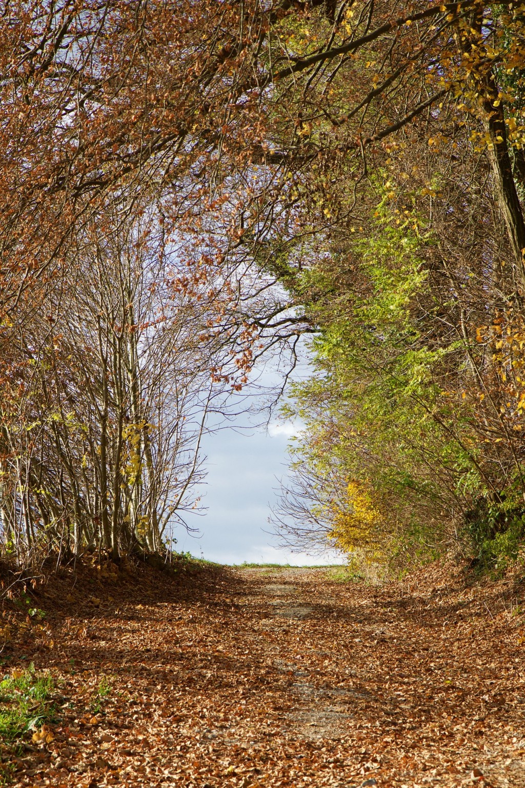 Parlons de l'origine des arbres