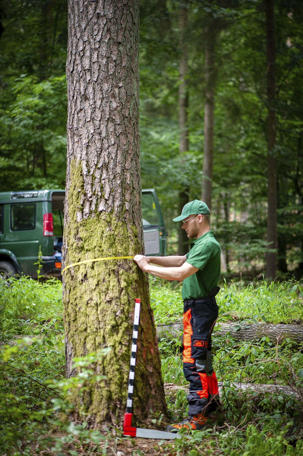 Comment calculer le volume d'un arbre abattu ?