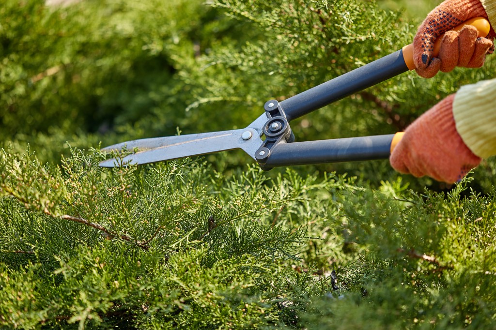 Comment tailler, travailler et entretenir vos espaces verts ?