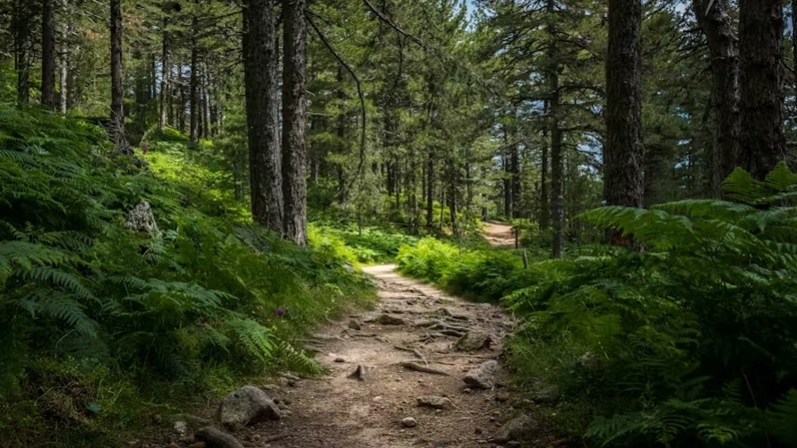 Foncier forestier - Que vérifier avant d’acheter une parcelle forestière ?