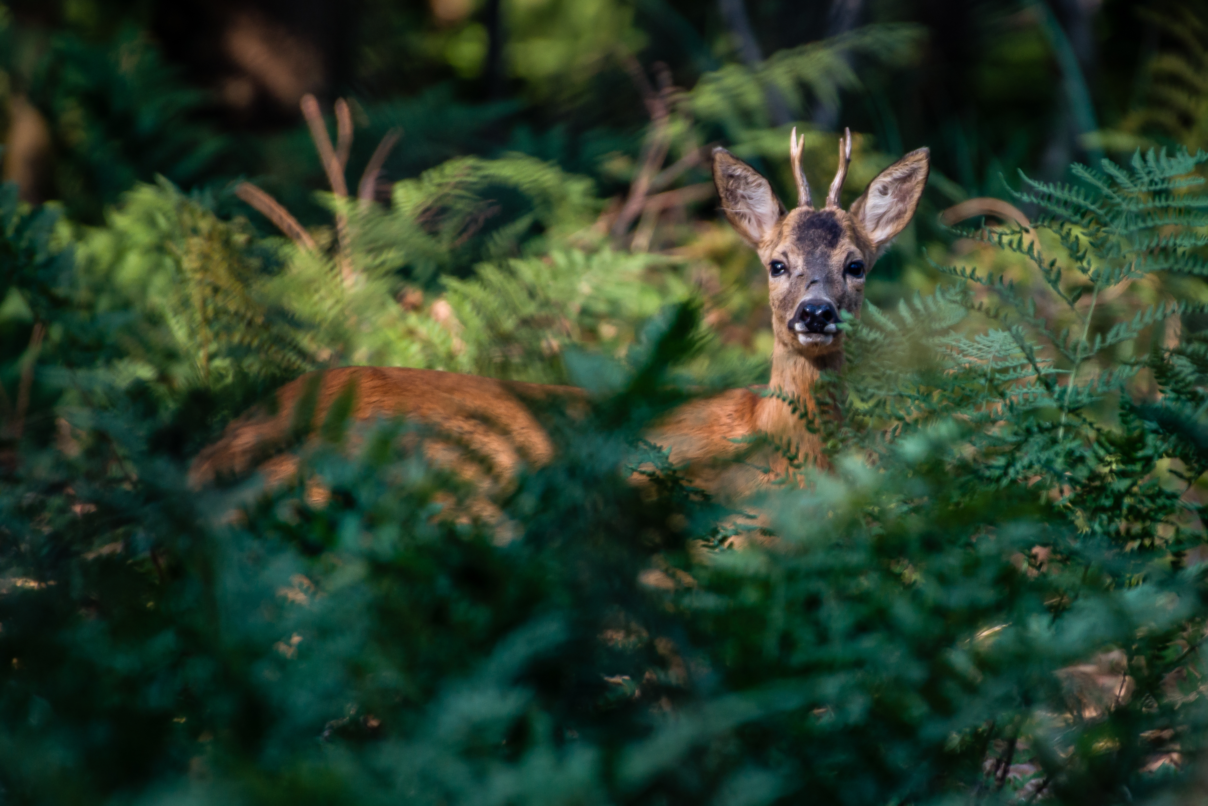 La chasse à l'approche du brocard en juin : l'art de la discrétion