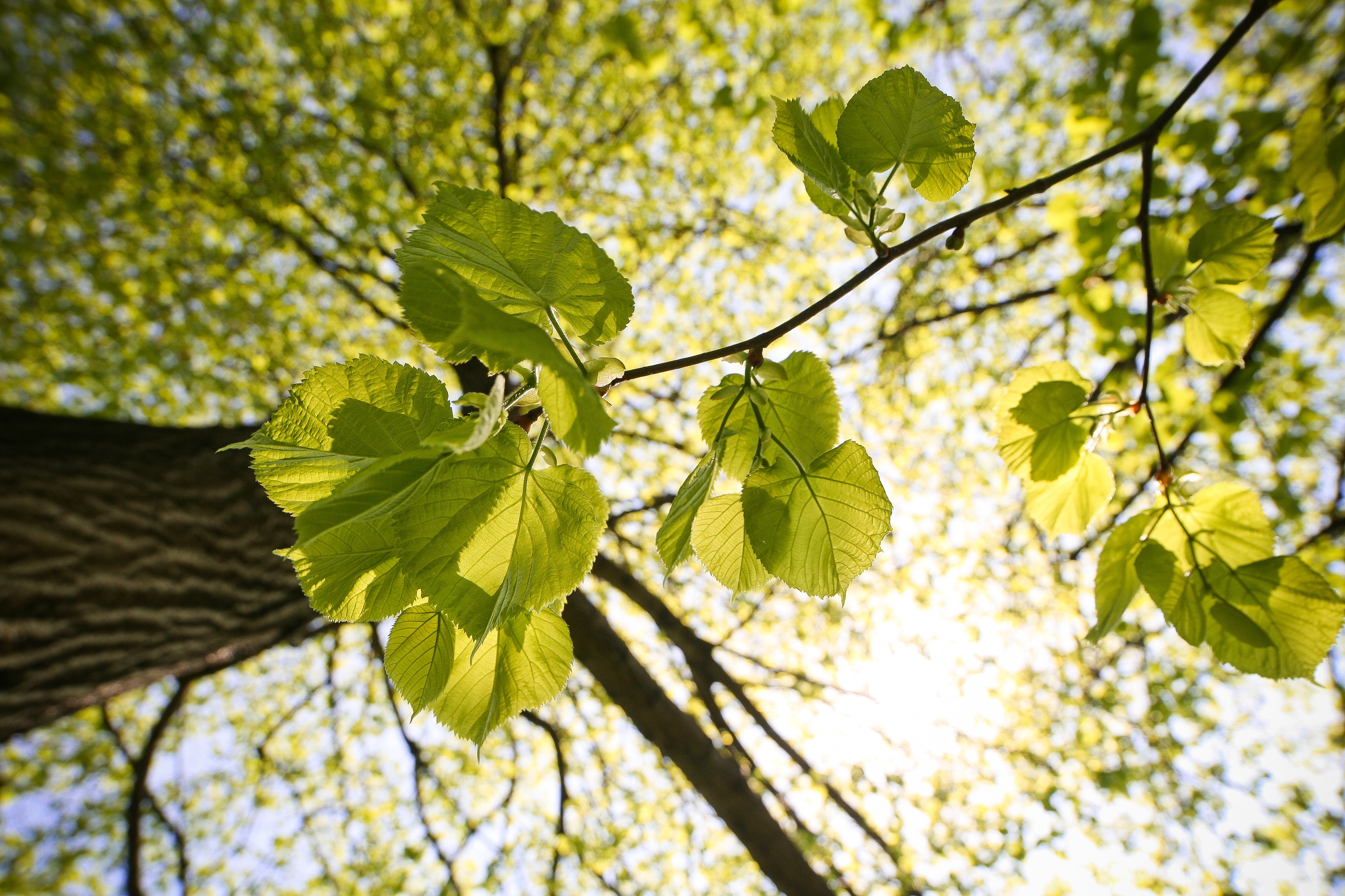 Canicules, sécheresses et stress hydrique : comment s'adaptent les arbres ?