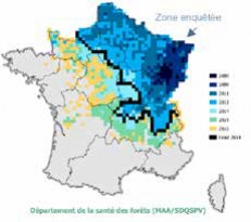 BILAN 2017 DE LA SANTÉ DES FORÊTS EN RÉGION GRAND EST : les faits marquants