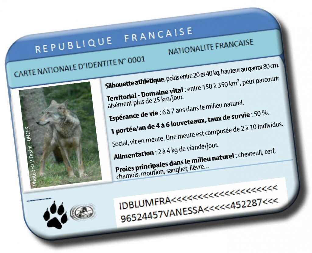 Le loup est-il, à nouveau, présent dans nos forêts ? SITUATION DANS LE GRAND EST
