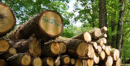 COURS DES BOIS : le chêne, plus que jamais