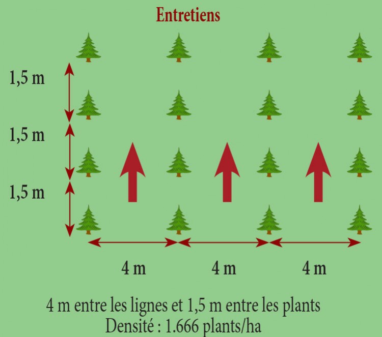 Le douglas dans tous ses états