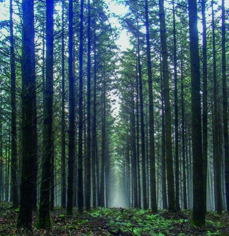 Cloisonnons notre forêt pour préserver les sols