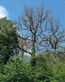 Santé des forêts du Grand Est en 2016