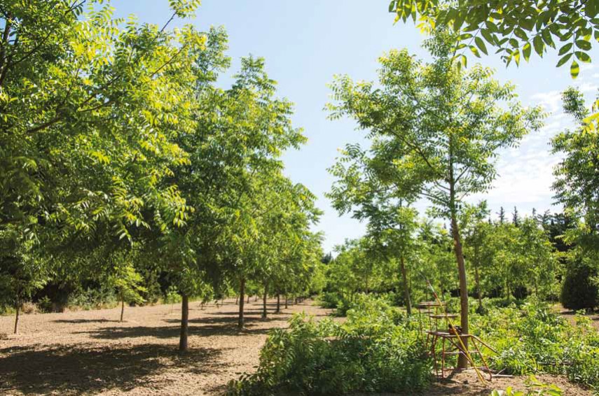 Les arbres aux abords des voies publiques