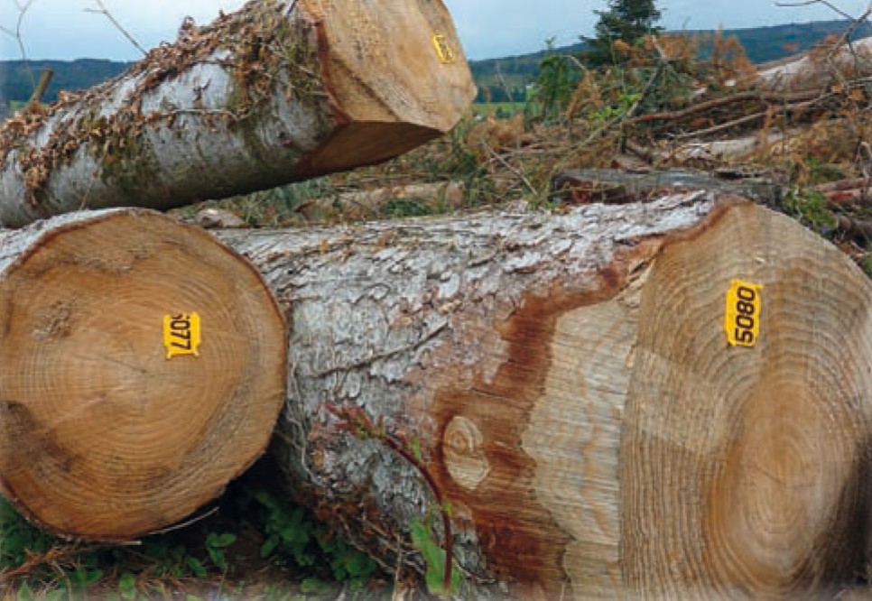 Cours des bois : il n’y a plus de saison !