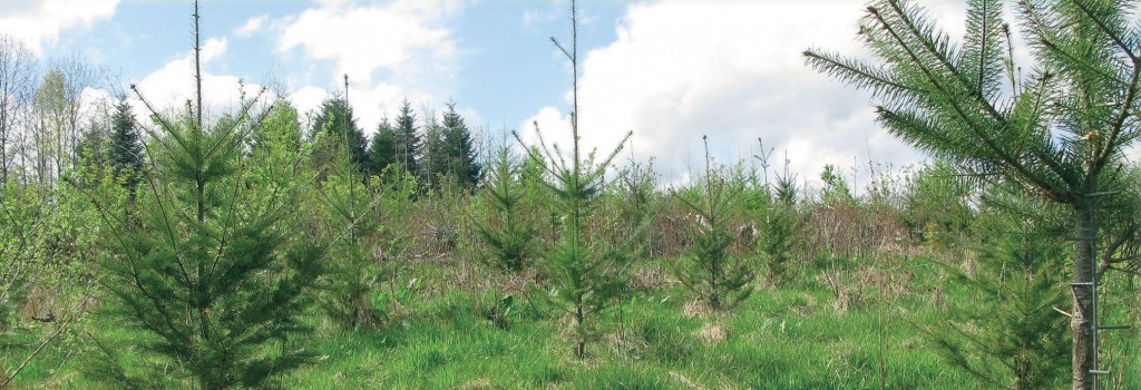 L'indispensable appui à l'investissement forestier est de retour