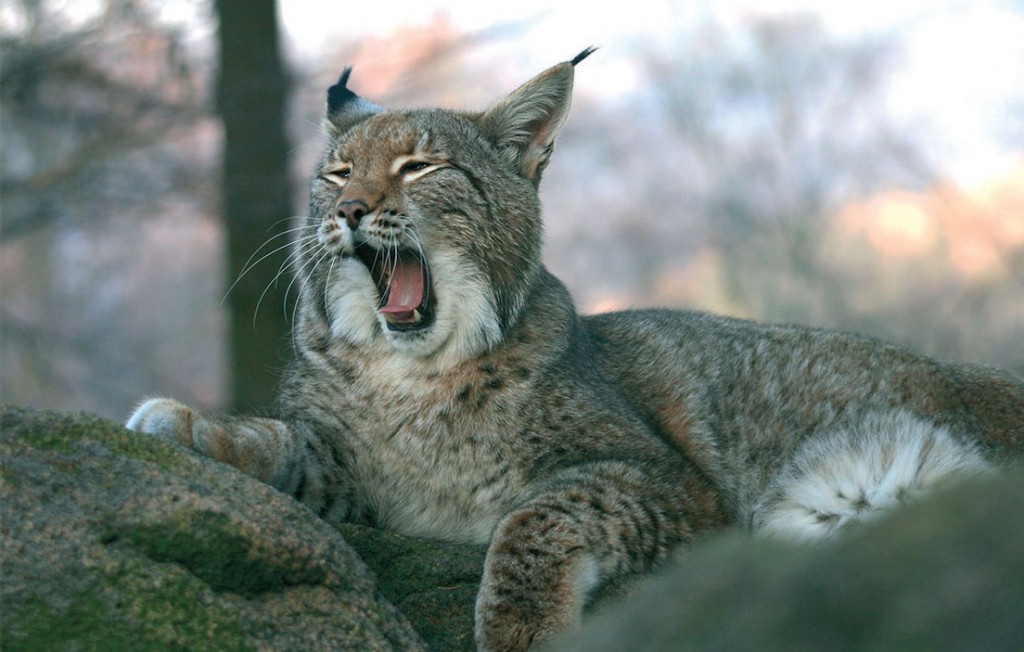 Le retour du Lynx dans la Réserve de Biosphère Vosges du Nord – Pfälzerwald