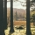 arbres-et-forets
