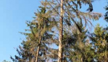La forêt privée sur tous les fronts