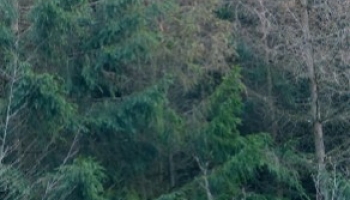 Département de la Santé des Forêts : la forêt française sous surveillance depuis