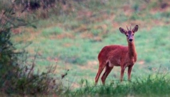 La forêt sous la dent du gibier : vers une prise de conscience ?