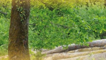Cours des bois : prime à la qualité pour les feuillus, tassement pour les résine