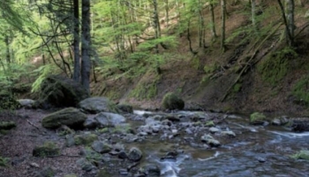 Les eaux en forêt : pour que tout soit plus clair