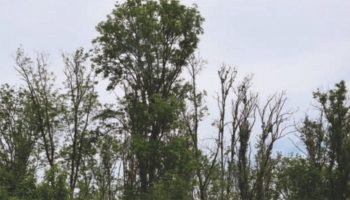 Hommes des bois : ces hommes de l'ombre