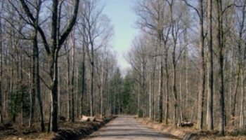 Des routes forestières : quoi, comment et à quel prix ?