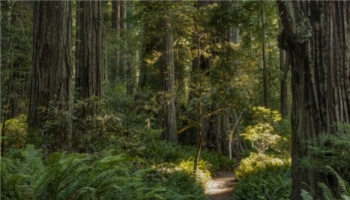 Les forêts anciennes, un patrimoine à préserver