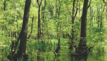 Natura 2000, quoi de neuf ?