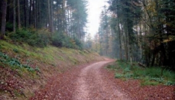 Le bout du chemin de l’Ancerf, place à la mobilisation des bois !
